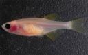 080206-seethru-fish-02.jpg